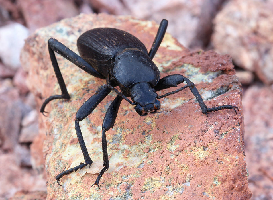 Darkling Beetle